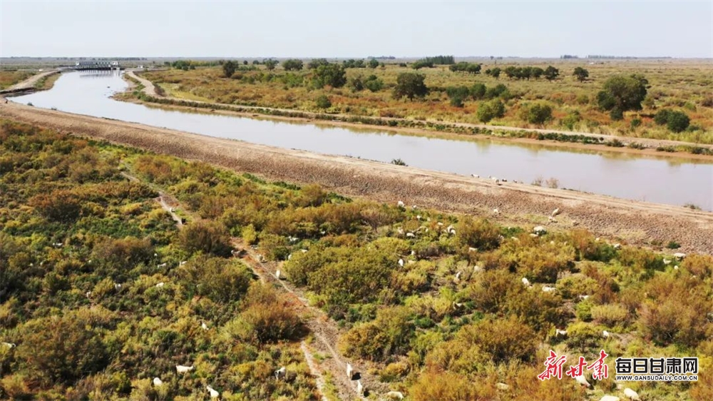 疏勒河下游自然保护区内的胡杨.png 疏勒河下游自然保护区内的胡杨.png