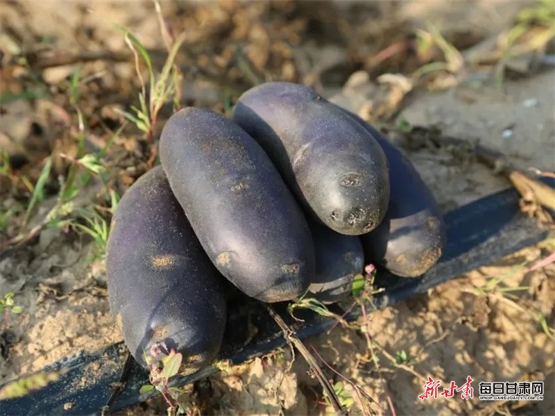 图片1 黄土地里种出的彩色马铃薯 图片1 黄土地里种出的彩色马铃薯.jpg