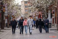 秦州：满树繁花映古巷 玉兰灿灿迎客来