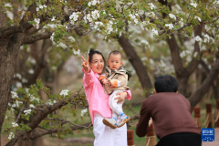 皋兰：梨花漫什川 花海醉游人