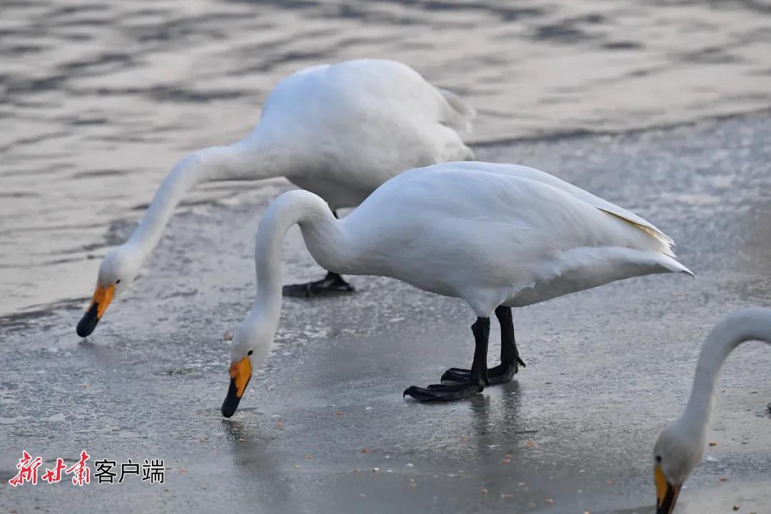 GetAttachment (2) 图片